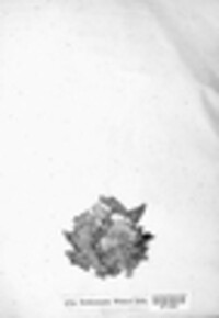 Dermatocarpon luridum image